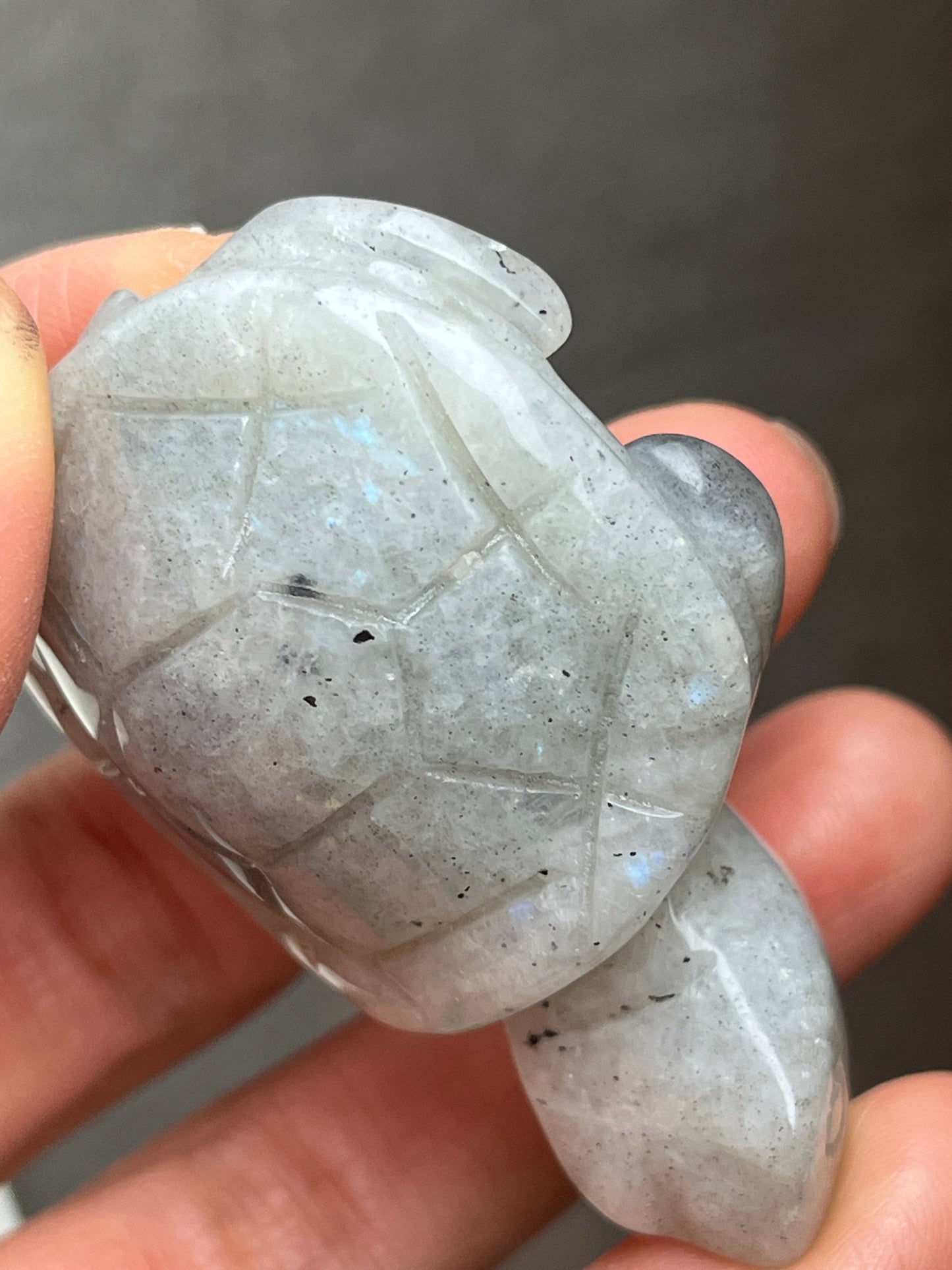 Labradoritt skilpadde