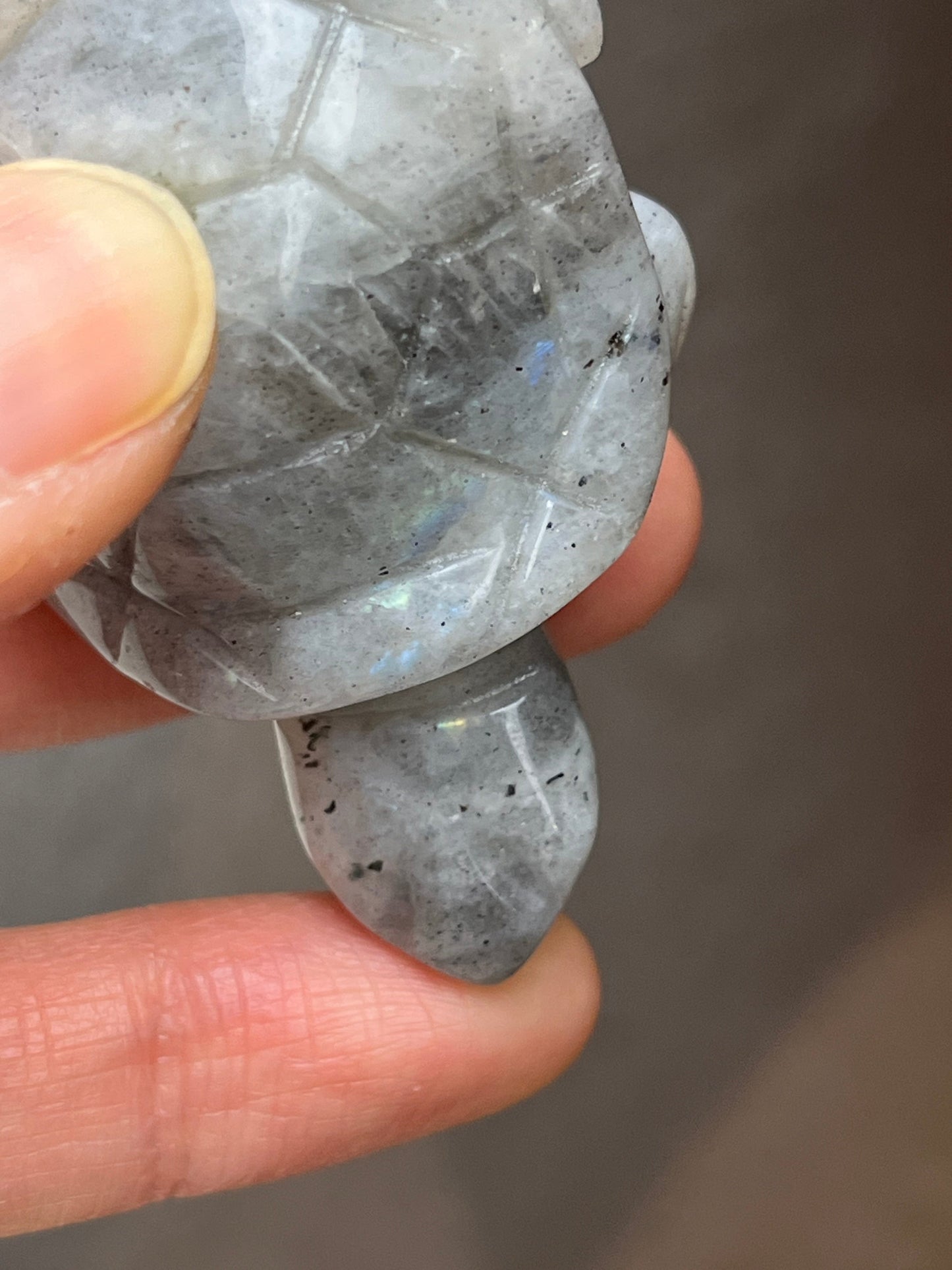 Labradoritt skilpadde