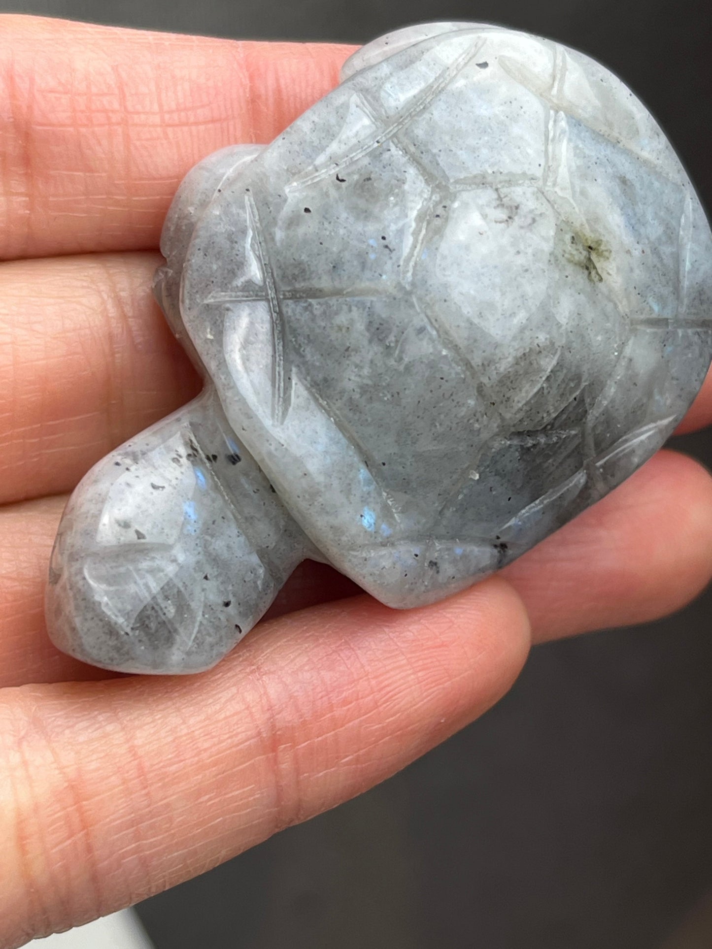 Labradoritt skilpadde